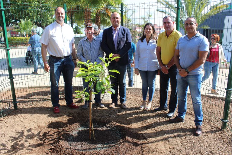 Granadilla de Abona cuenta ya con un segundo ejemplar del árbol sagrado del santo Hermano Pedro